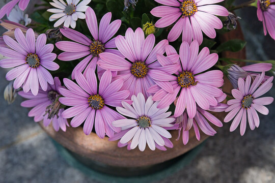  Pink cape daisy flowers in a pot. Dimorphotheca ecklonis 