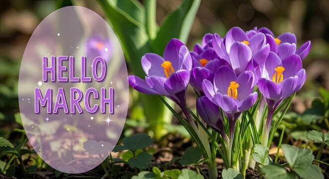 Vibrant purple crocuses blooming in garden with hello march sign