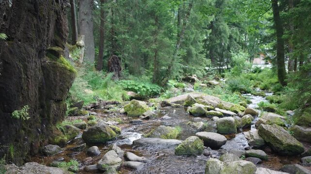 Stream with moss covered rocks in Black Forest Mountain Range Germany Schwarzwald