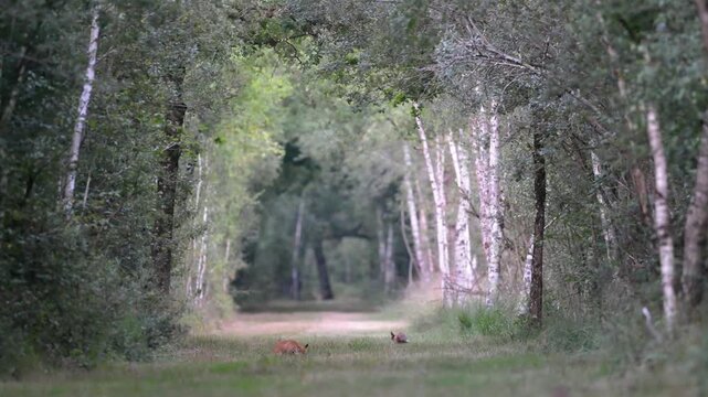 Young male Red fox eating a micro mammal in a forest alley then running back to his sister. Vulpes vulpes, Sologne, Loiret 45, r&eacute;gion Centre Val de Loire, France, European Union, Europe