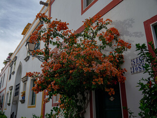 Orange bougainvillea growing on white building wall