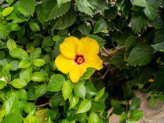Yellow hibiscus flower blooming in tropical garden © Paul