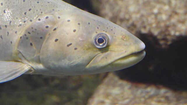 Close up of a large trout floating underwater in a river in the tide
