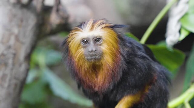 Close up of a lion tamarin New World monkey head sitting on a tree branch and looking around on a cloudy day.