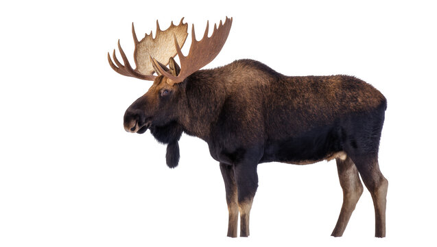Side view of a powerful male moose with magnificent antlers standing in profile