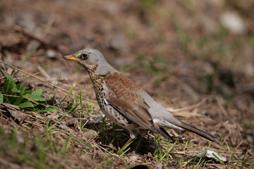 Fototapeta premium Fieldfare, Turdus pilaris, single bird on ground, Poland