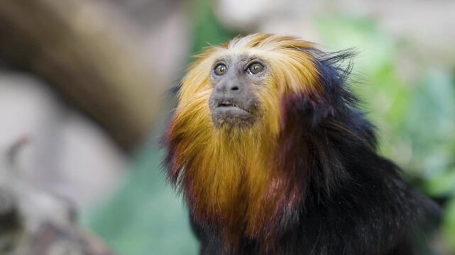 Close up of a lion tamarin New World monkey head sitting on a tree branch and looking around on a cloudy day.