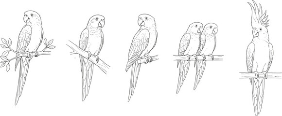 Tropical bird line art set featuring detailed sketches of parrots macaws and a crested cockatoo perched on branches in a minimalist black and white style. © shamsuzzoha
