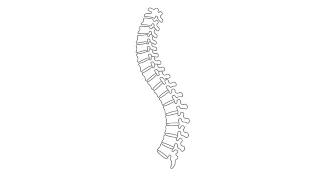 Human spine and backbone structure.