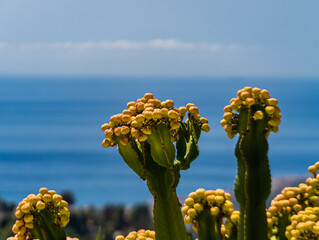 Succulent plants blooming with yellow flowers near ocean © Paul