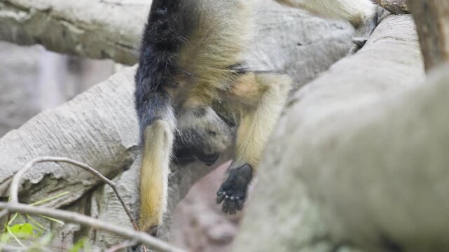Close up of a howler New World monkey sitting on a tree branch and looking around on a cloudy day.