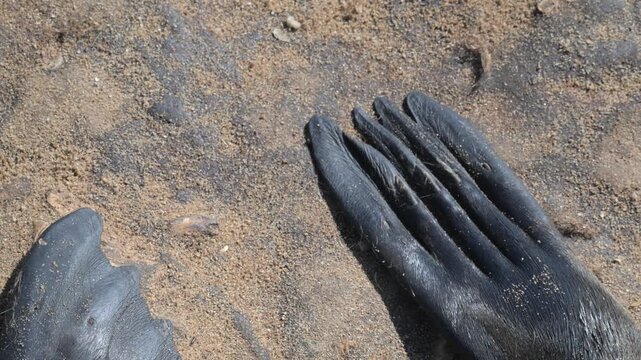 fins, sea ​​lion fins, sea lion,  Fur Seal at Cape Cross, sea animal, animal, sea life, animal wildlife, nature , cape fur seal, colony,  fur seal, beach, Arctocephalus pusillus, cape cross, seal, Swa