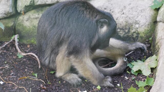Close up of a howler New World monkey sitting on a tree branch and looking around on a cloudy day.