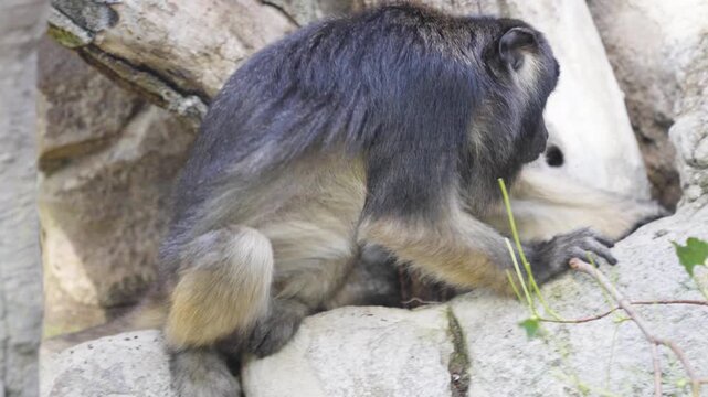 Close up of a howler New World monkey sitting on a tree branch and looking around on a cloudy day.