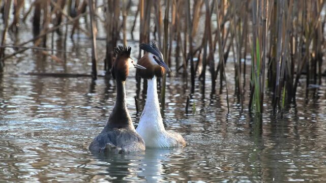 Great Crested Grebe parade, parade, great crested grebe, Podiceps cristatus, reeds, water, marsh, pond, mating, breeding season, Lake Garda, Italy