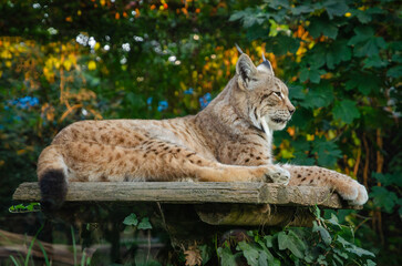 Fototapeta premium Spotted lynx rests peacefully on a wooden platform surrounded by lush green foliage. Wild cat showing off its characteristic tufted ears.