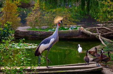 Fototapeta premium A majestic crowned crane stands gracefully in a tranquil forest pond. Sunlight filters through the trees, illuminating the bird’s form