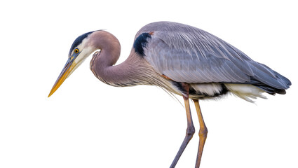 Fototapeta premium Beautiful great blue heron standing alertly, showcasing its elegant posture and natural grace