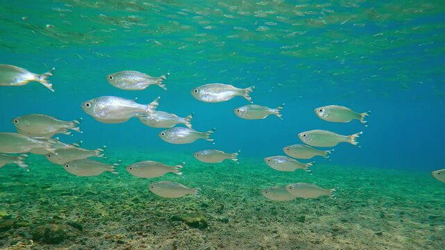 In shallow waters, Barred Flagtails swim, their shining scales of sunlight. Sunshine illuminates group of Five-striped Flagfish (Kuhlia mugil), their scales glittering with every movement