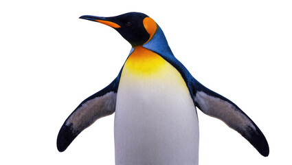 Magnificent King Penguin with distinctive golden orange plumage standing gracefully © Isolde