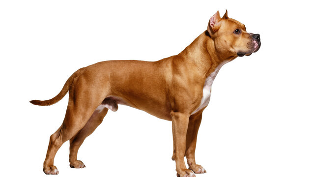 Powerful fawn American Pit Bull Terrier standing in profile, alert and attentive on studio background