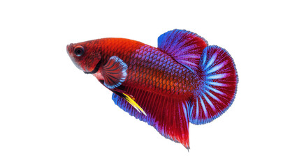 Graceful red and blue Betta fish displaying its colorful fins, a stunning tropical fish © Isolde