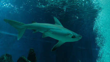 Naklejka premium shark in aquarium