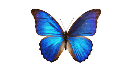 Fototapeta premium A beautiful tropical Morpho butterfly showcasing its stunning iridescent blue wings