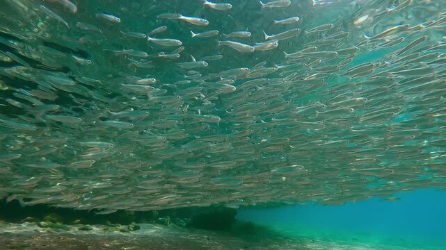 Large school of Hardyhead Silverside accumulated in shallow water at spawn season. Plentiful Silversides Atherina gathered in coastal area, swimming along shoreline, this marks Atherina's spawning run