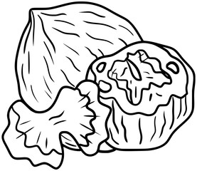 Fototapeta premium Black Walnut Vector Outline Line Art Drawing