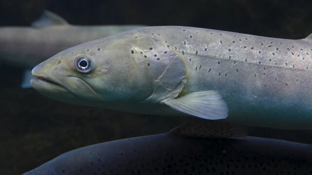 Close up of a large trout floating underwater in a river in the tide