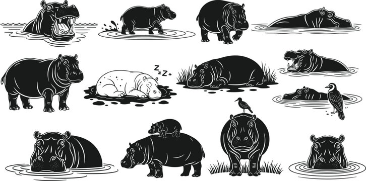 Hippo vector illustration set featuring black hippopotamus silhouettes in various poses like swimming walking and sleeping for wildlife nature design and animal silhouette icons