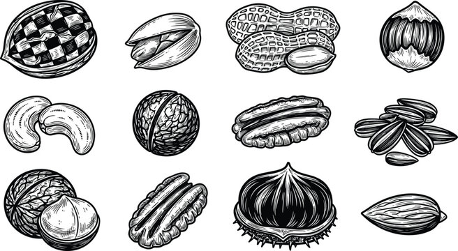 Hand drawn vintage engraving vector set of various nuts and seeds including walnut almond peanut pistachio hazelnut and cashew isolated on white background.
