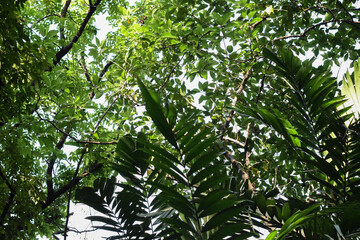 Fototapeta premium Different kinds of tree leaves forming a canopy creating a protection from sunlight. Lust and vibrant forest. Natural ecosystem. Tropical forest. Relaxing and calming scenery.