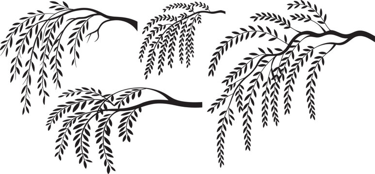 Weeping willow tree branches silhouette set, Tree branches with drooping leaves, Vector illustration.