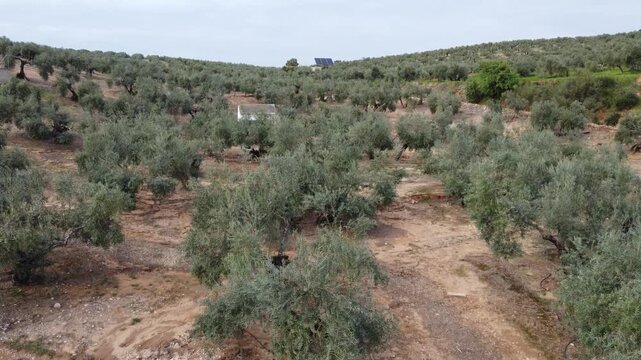 Aerial drone view of olive groves in Ja&eacute;n, Spain, showing a textured landscape with agricultural patterns