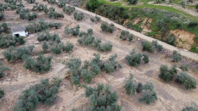 Aerial drone view of olive groves in Ja&eacute;n, Spain, showing a textured landscape with agricultural patterns and natural earth tones