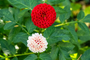 Dahlia against a background of green leaves