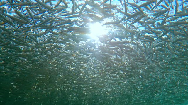 Large, solid gray cloud of Hardyhead Silversides Atherina accumulates below surface at spawning run season. Sunlight shimmers through this mass, backlighting fish and producing glare on lens