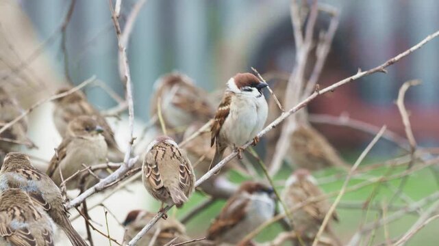 A mixed flock of house sparrows (Passer domesticus) and Eurasian tree sparrows (Passer montanus) and characteristic chirping
