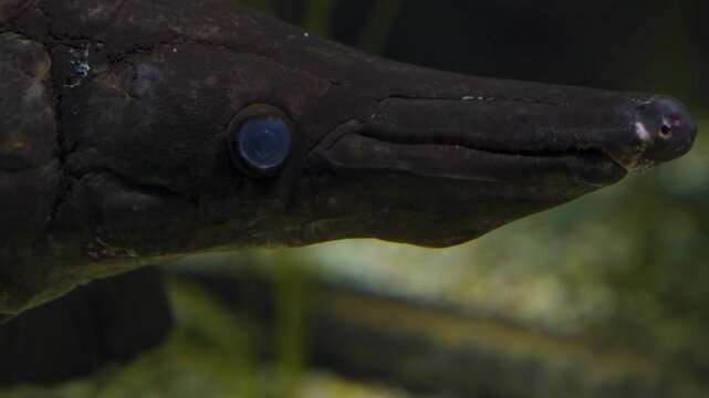 Close up of an alligator gar Fish head and eye floating underwater