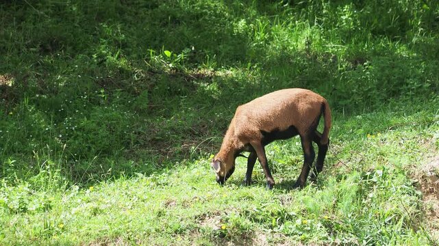 Cameroon Dwarf sheep breed grazing on a green pasture
