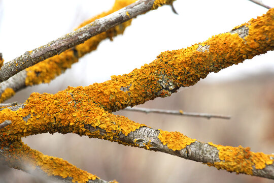 The lichen Xanthoria parietina grows on the bark of a tree.