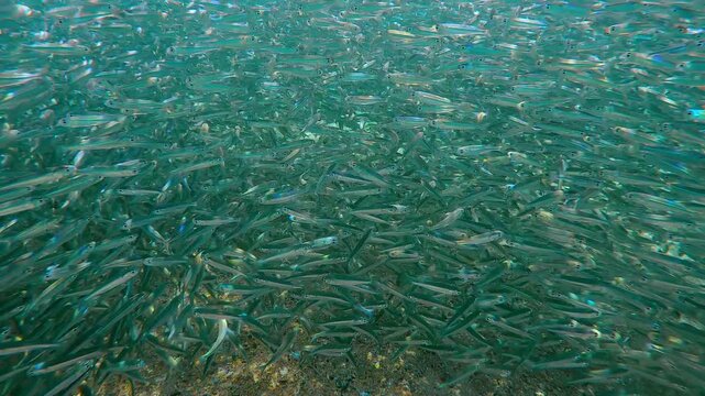 Hardyhead Silversides Atherina gather in coastal waters during spawning run, fishes glaring in sun beams. Vast school swims at spawn period along shore under surface, sparkle in sunlight at daytime