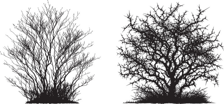 silhouettes leafless bare trees or bushes set,  leafless bushes vector set,