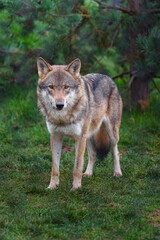 Obraz premium Grey wolf in autumn nature