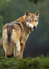 Fototapeta premium Grey wolf in autumn nature