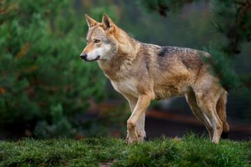 Fototapeta premium Grey wolf in autumn nature