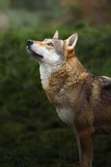 Fototapeta premium Grey wolf in autumn nature