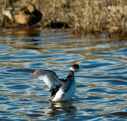  A black-necked grebe shaking its wings on the water © Ricardo